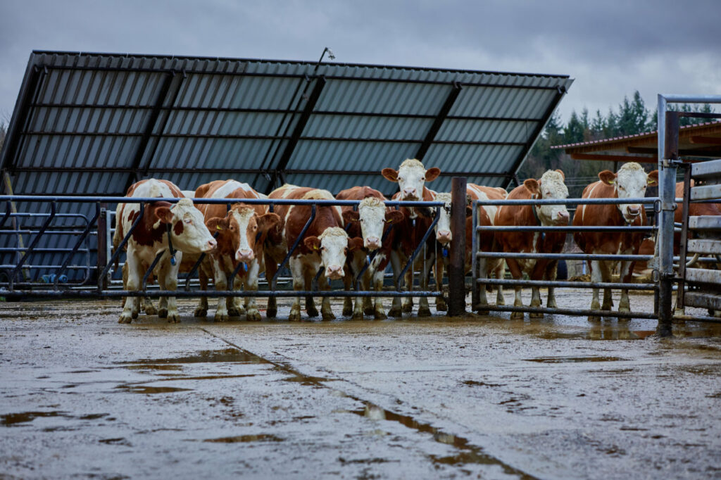 Kühe im Außenbereich warten auf das Melken