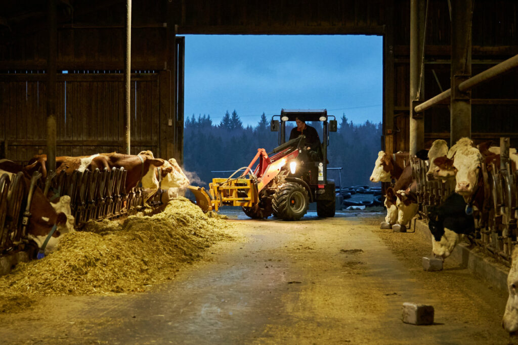 Fütterung von Kühen am frühen Morgen