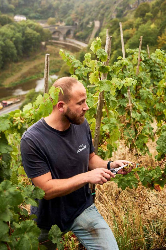 Mann erklärt bei der Weinlese