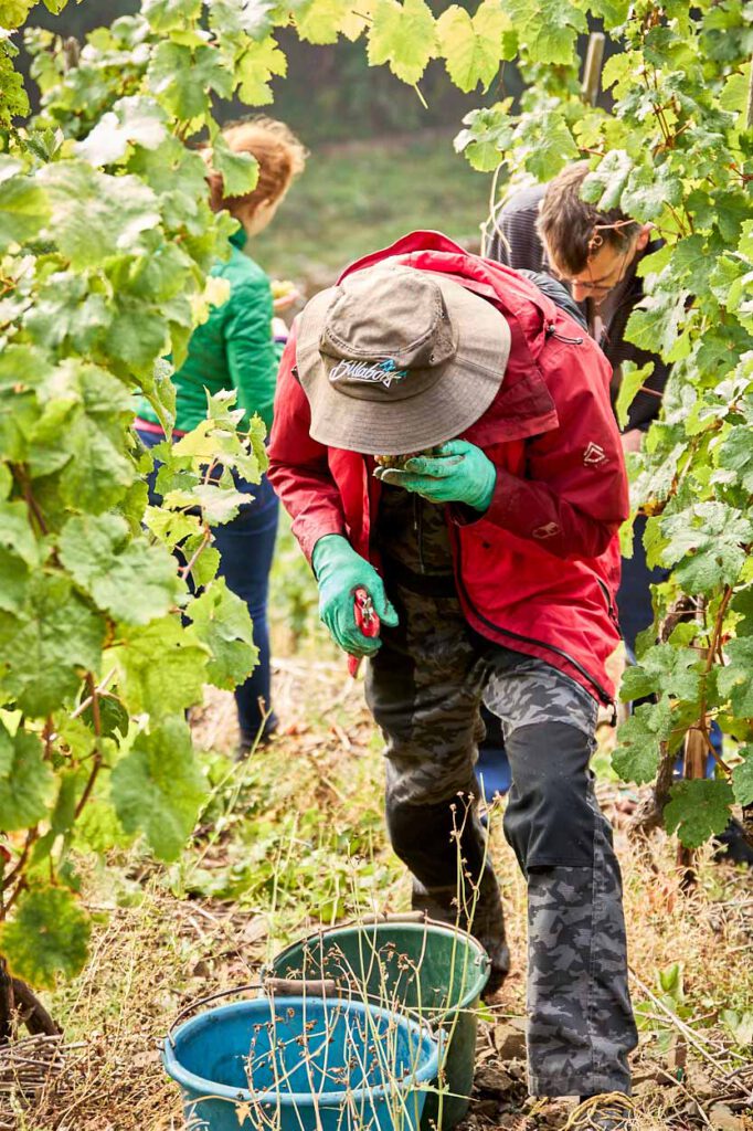 Man bei der Weinlese prüft die Trauben 