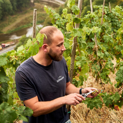 Winzer im Weinberg beim Prüfen der Reben