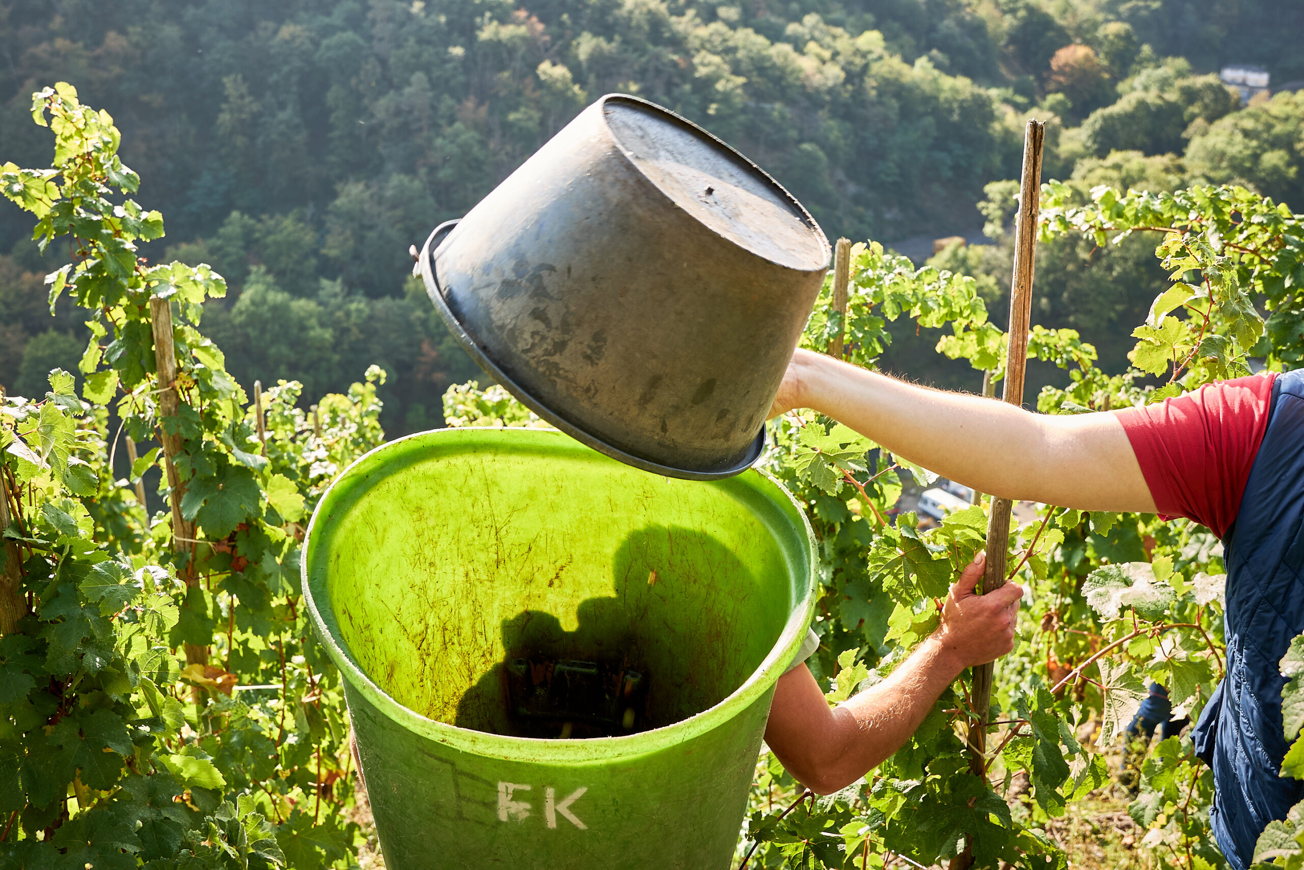 Reportagefotografie Weinlese im Ahrtal